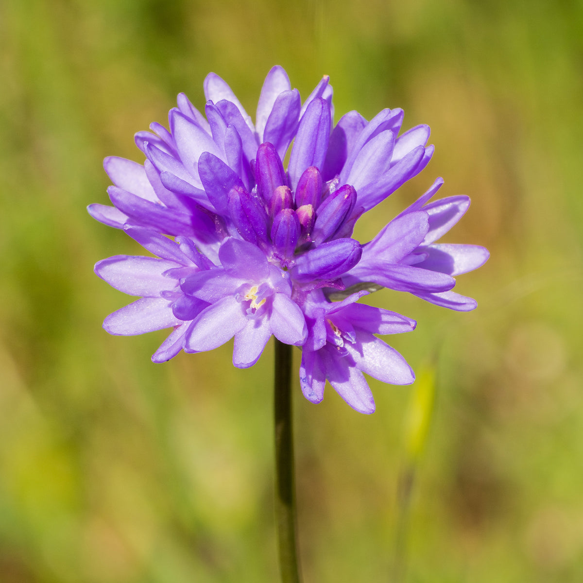 Dichelostemma - Bakker