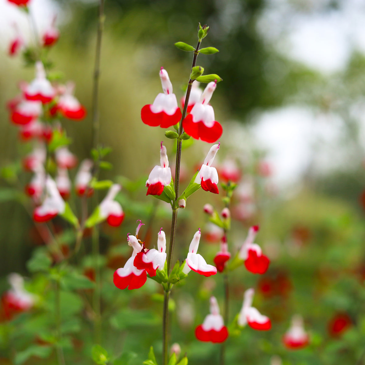 Salie 'Hotlips'