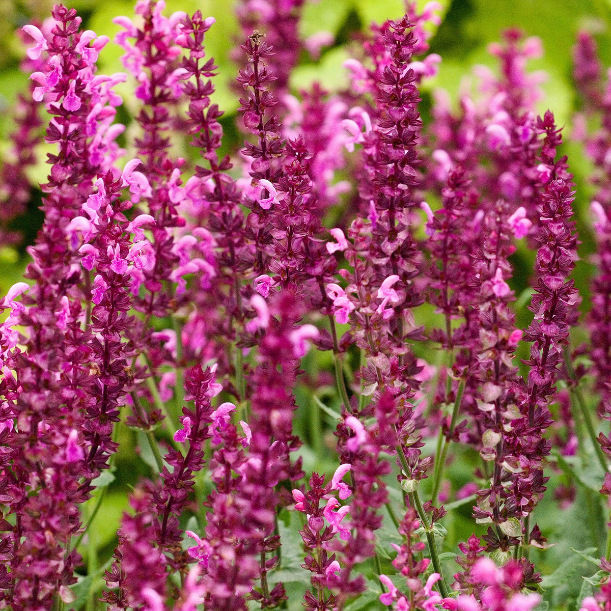 Salie 'Friesland Pink' (x3) - Salvia nemorosa friesland pink - Bakker