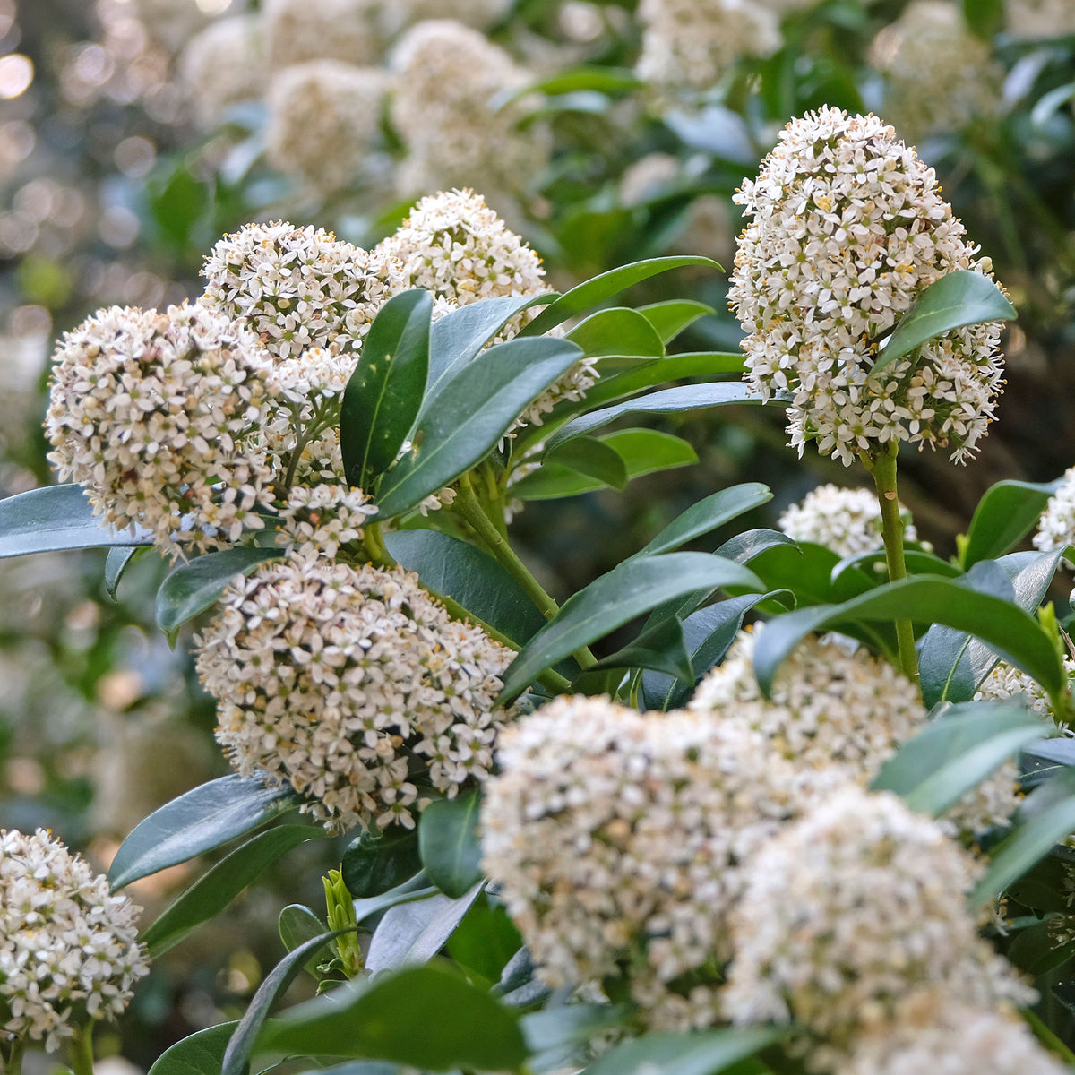 Skimmia - Bakker