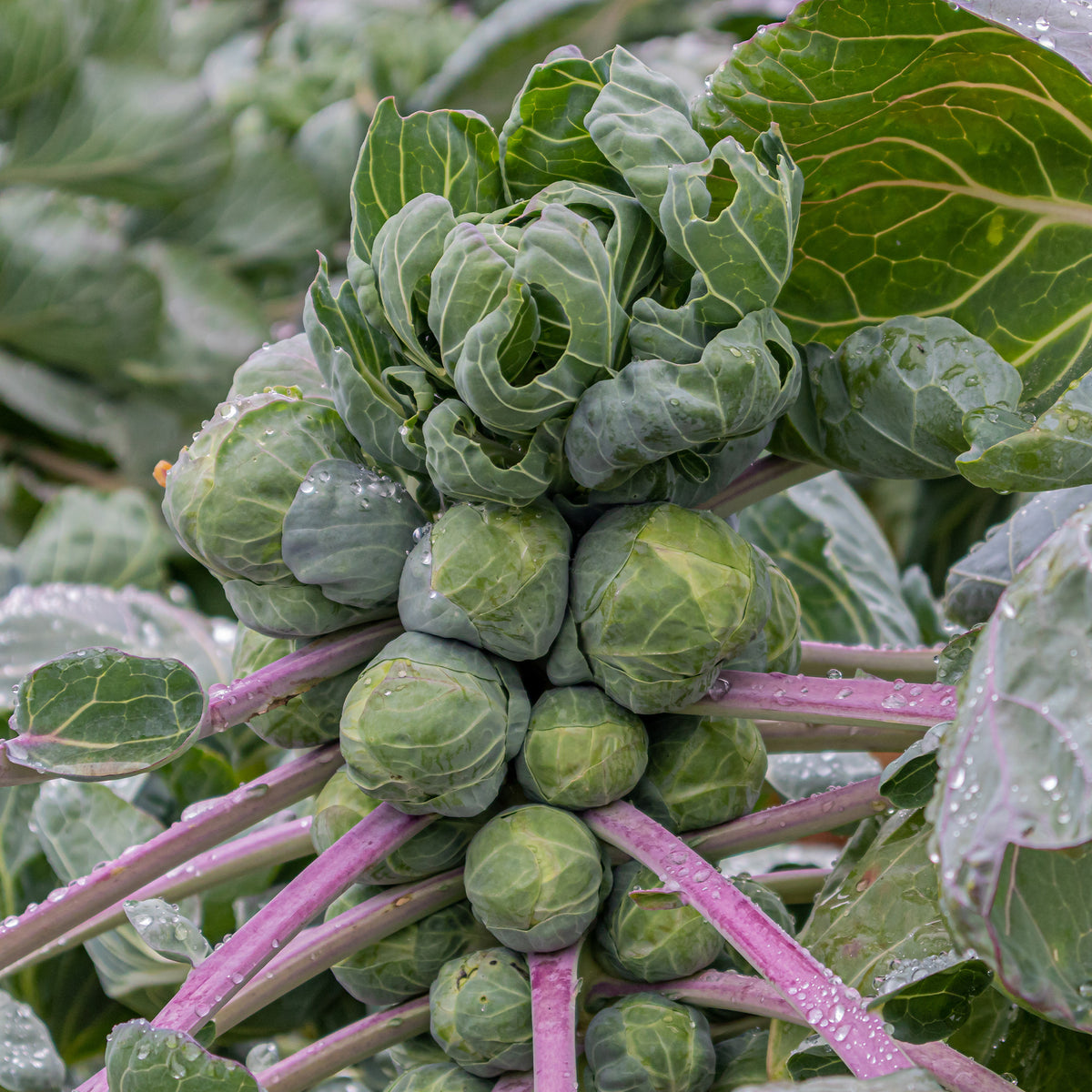 Spruiten 'Roodnerf' - Brassica oleracea gemmifera Roodnerf - Bakker