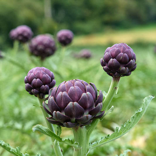 Artisjok 'Violet de Provence' - Bakker