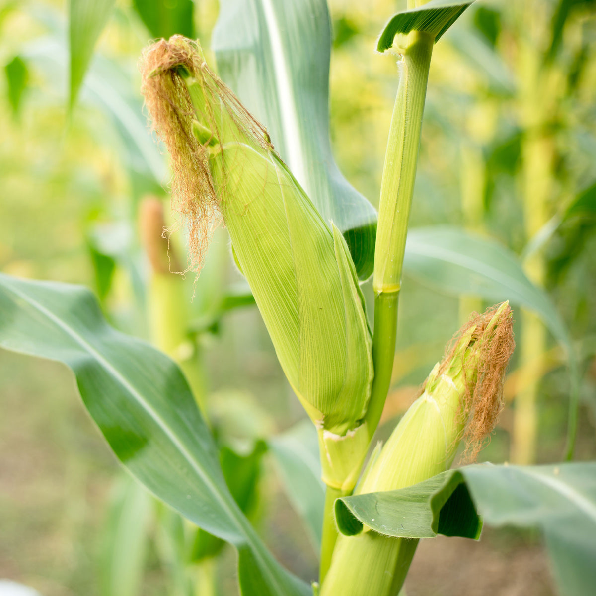 Zea mays golden bantam - Maïs 'Golden Bantam' BIO - Biologische groente
