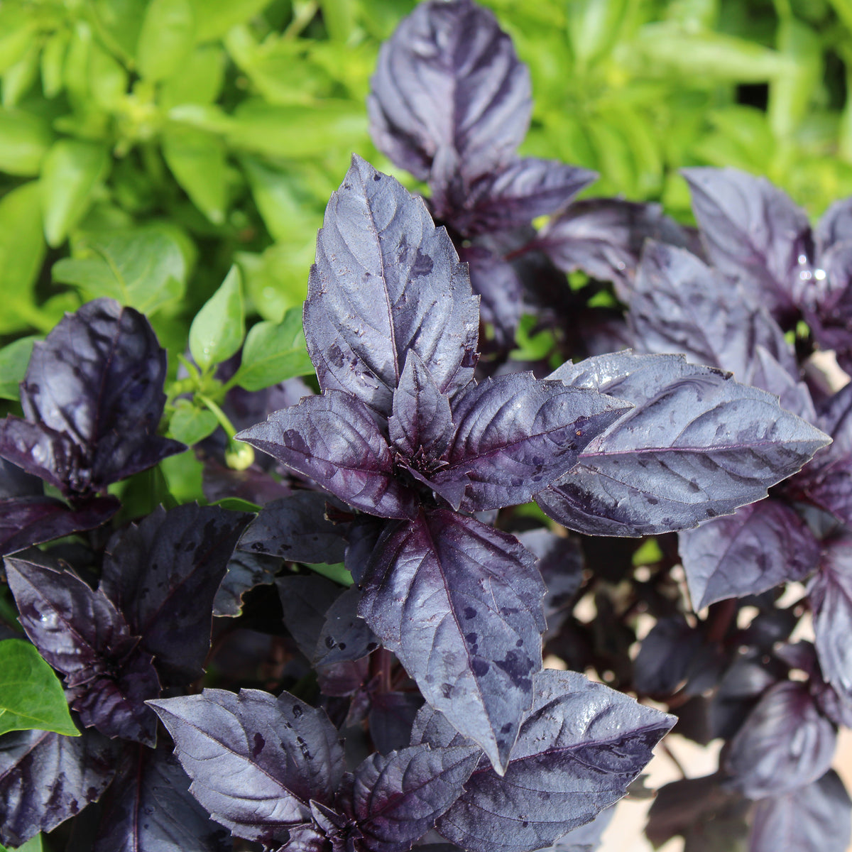Basilicum 'Dark Opal' - BIO - Ocimum basilicum dark opal - Bakker