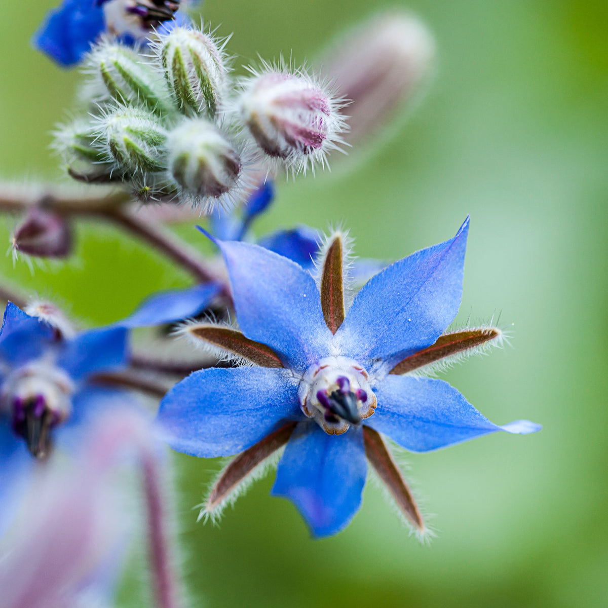 Borago officinalis - Bernagie - blauw + wit - Eenjarige bloemzaden