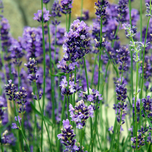 Lavendel 'Vera'