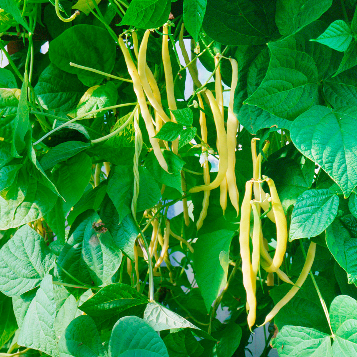 Boterboon 'Orinoco Wax' - Phaseolus vulgaris orinoco wax - Bakker