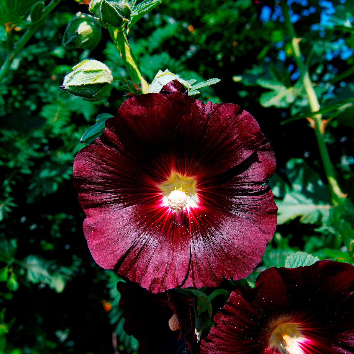 Alcea rosea var. nigra - Stokroos 'Jet Black' - Bloemzaden voor perken en borders
