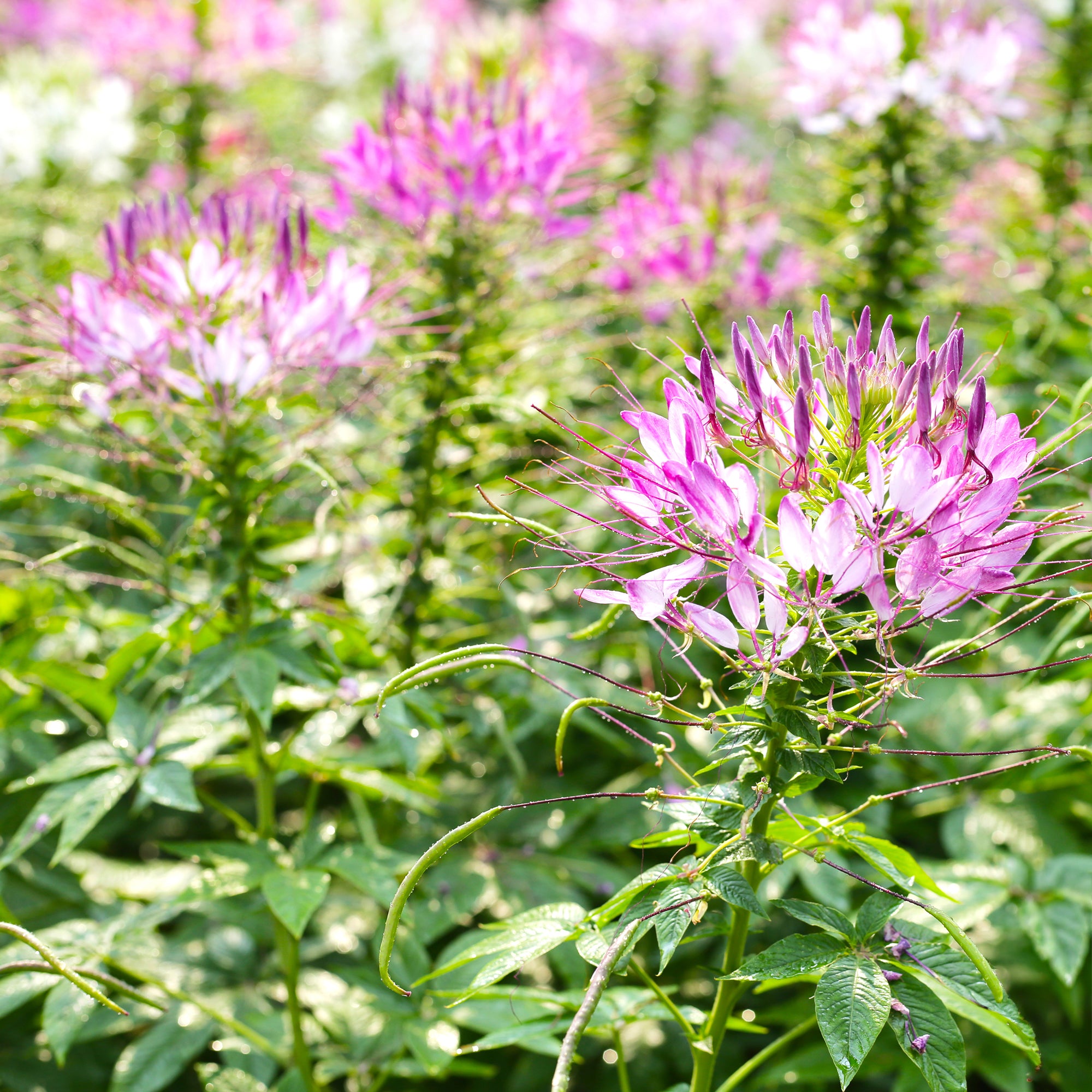 Kattensnor Cleome Rose Beauty zaaien | Bakker – Bakker.com