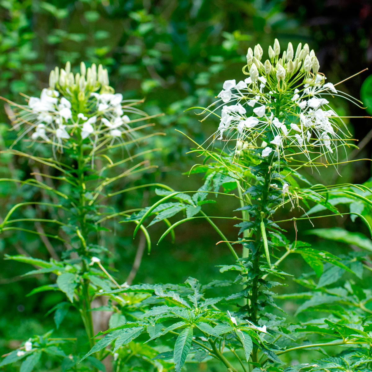 Kattensnor Cleome White Queen - Cleome spinosa white queen - Bakker