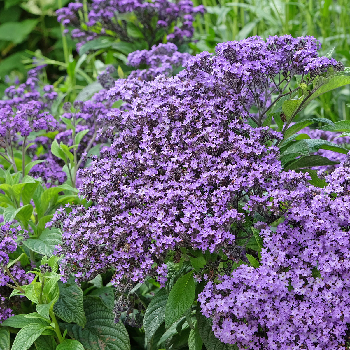 Bloemenzaden - Vanillebloem Heliotropium Marine - Heliotropium arborescens