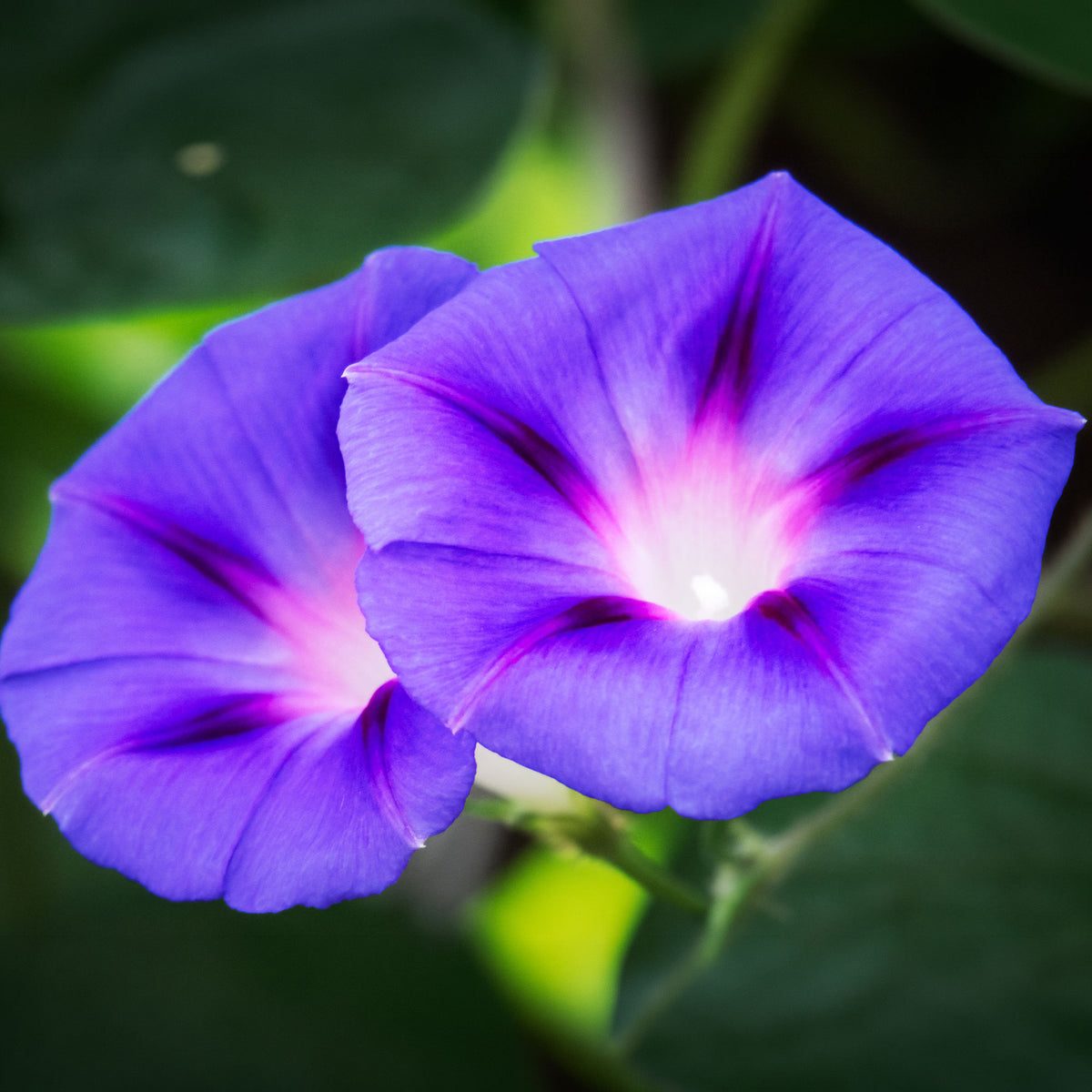 Grootbloemige klimmende winde 'Grandpa Ott' - Ipomoea nil - Bakker