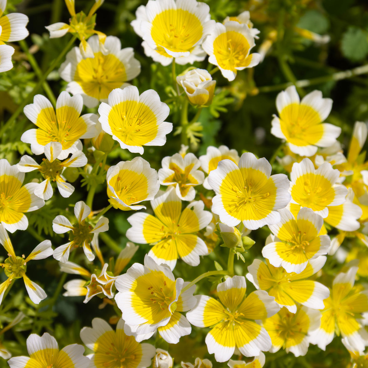 Moerasbloem - Limnanthes douglasii - Bakker