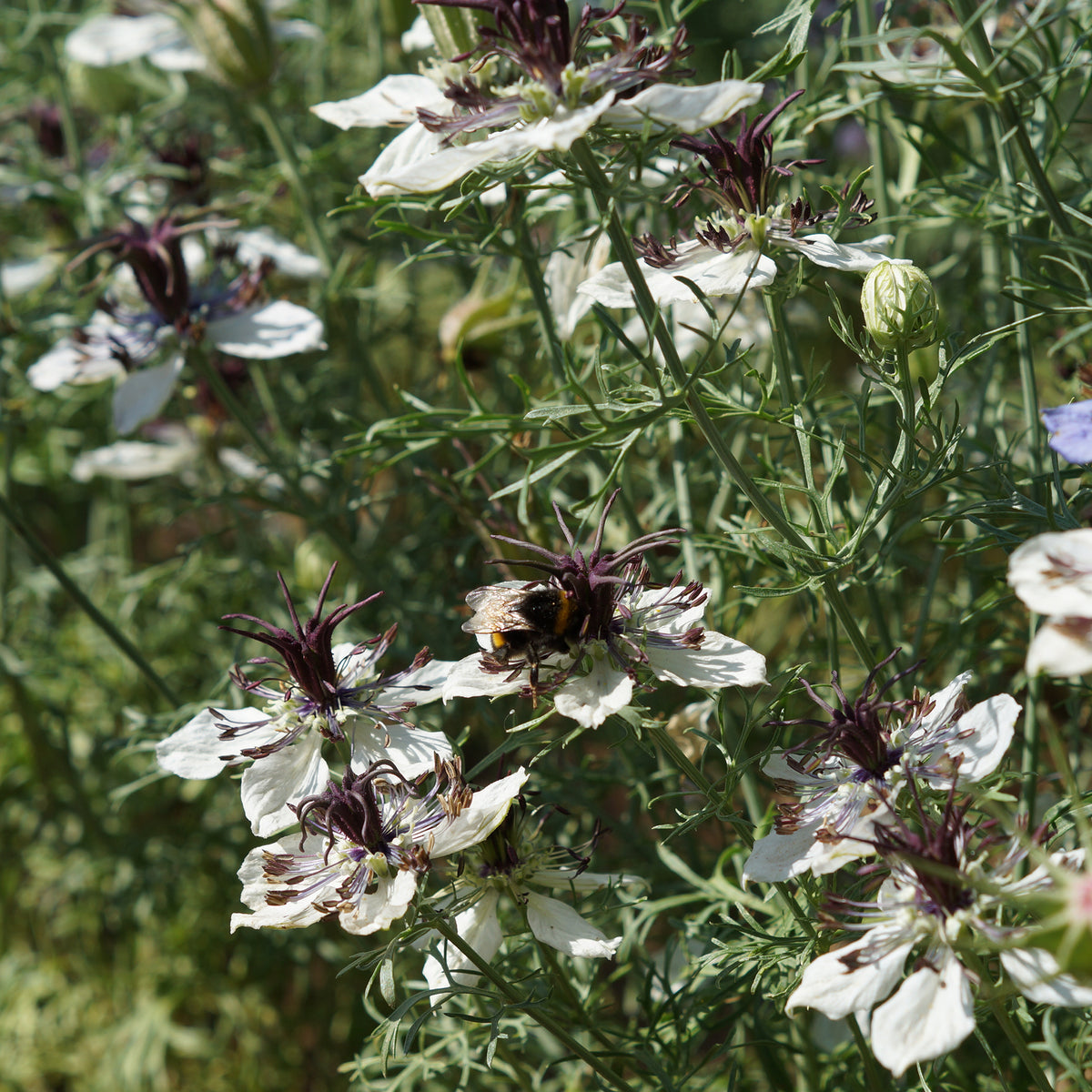 Juffertje in 't Groen Nigella African Bride - Bakker
