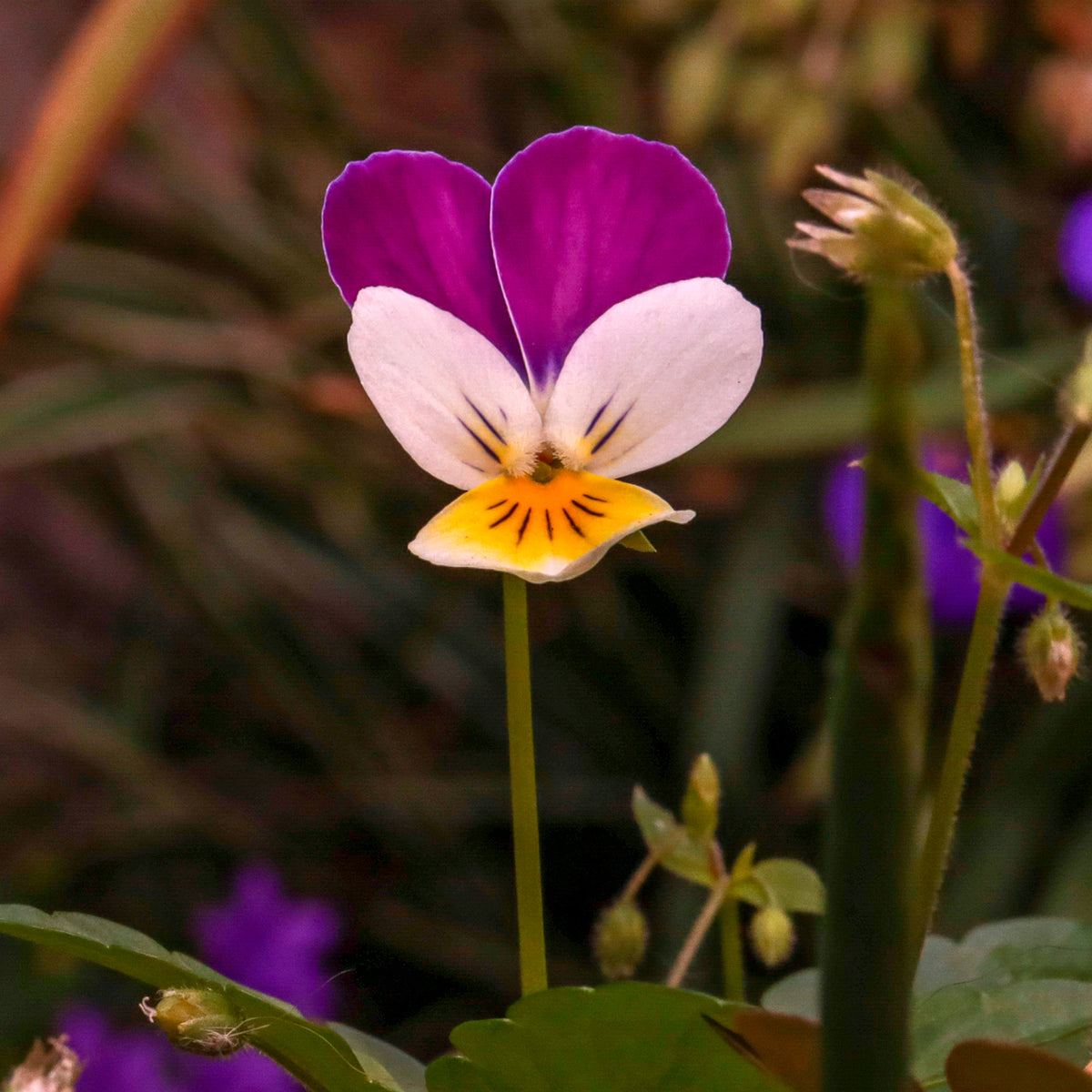 Terras en balkon - Hoornviooltje 'Helen Mount' - Viola cornuta helen mount