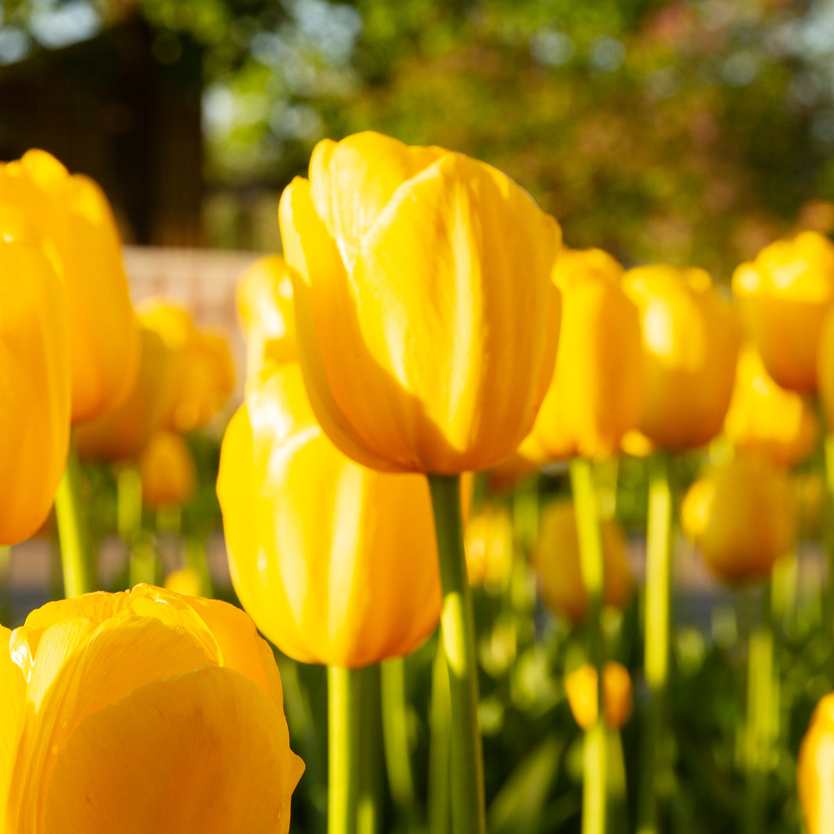 Langstelige tulp geel (x5) - Tulipa - Bakker