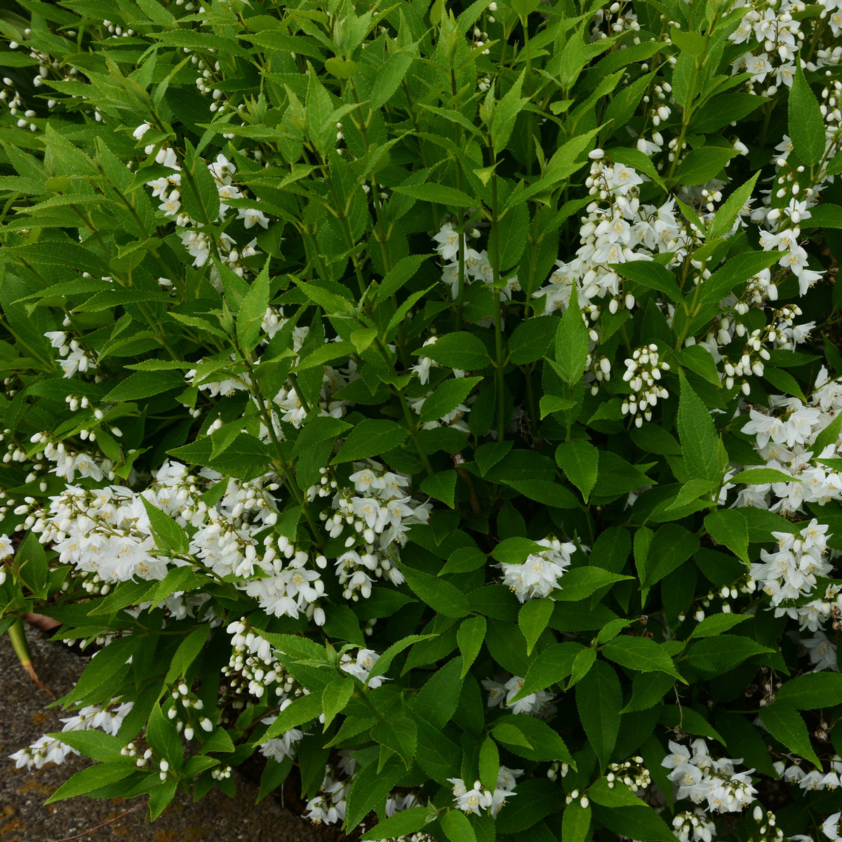Pulchra Bruidsbloem - Deutzia pulchra - Bakker