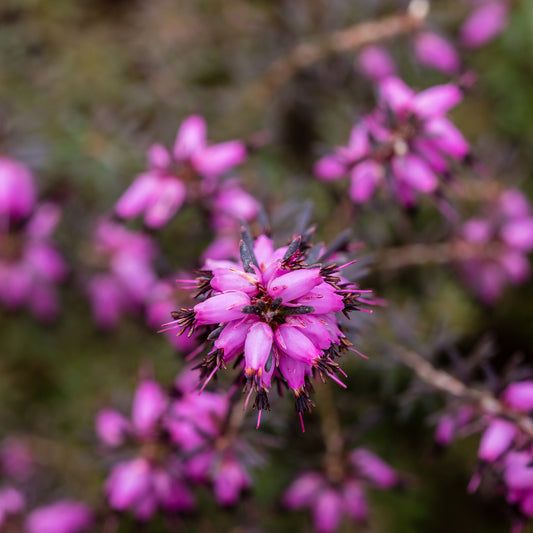 Winterheide 'J.W. Porter' - Bakker