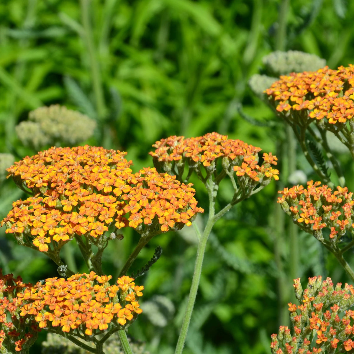 Vaste planten - 5 vaste planten voor landelijke border - Stipa gigantea, Pennisetum alopecuroides,Rudbeckia fulgida,Achillea millefolium,Persicaria amplexicaulis