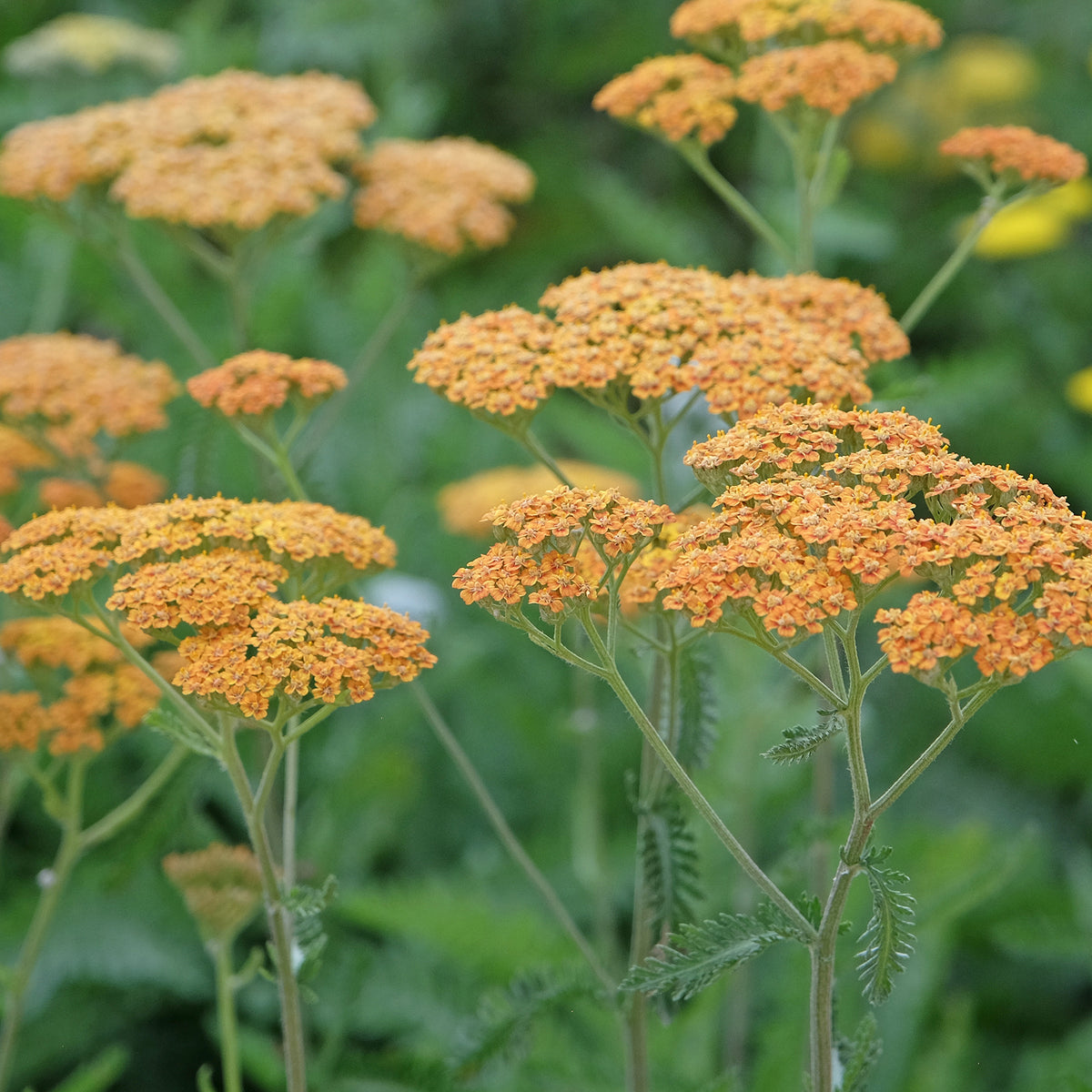 Duizendblad 'Terracotta'