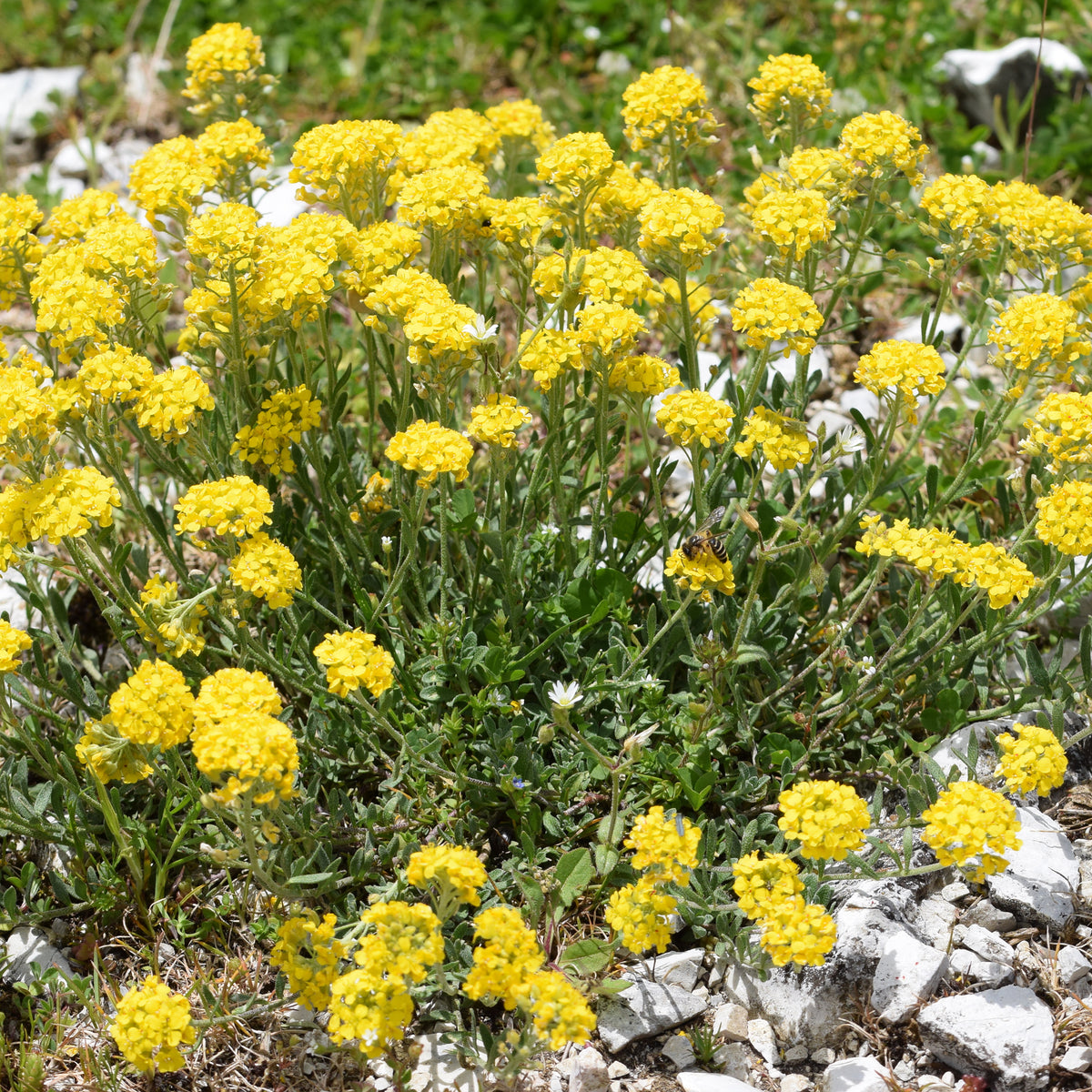 Schildzaad - Alyssum montanum Berggold - Bakker