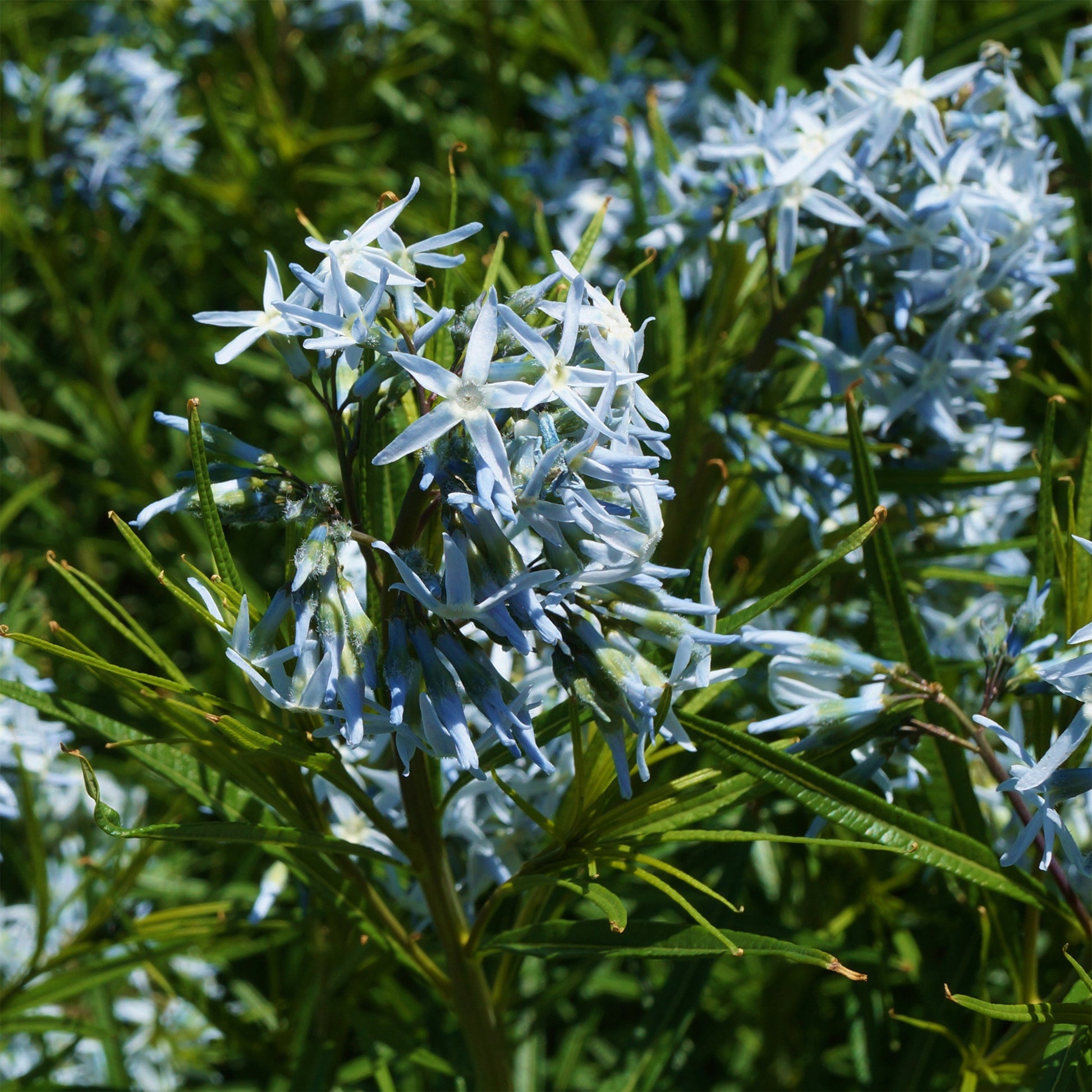 Blauwe ster hubrichtii - Amsonia hubrichtii - Bakker