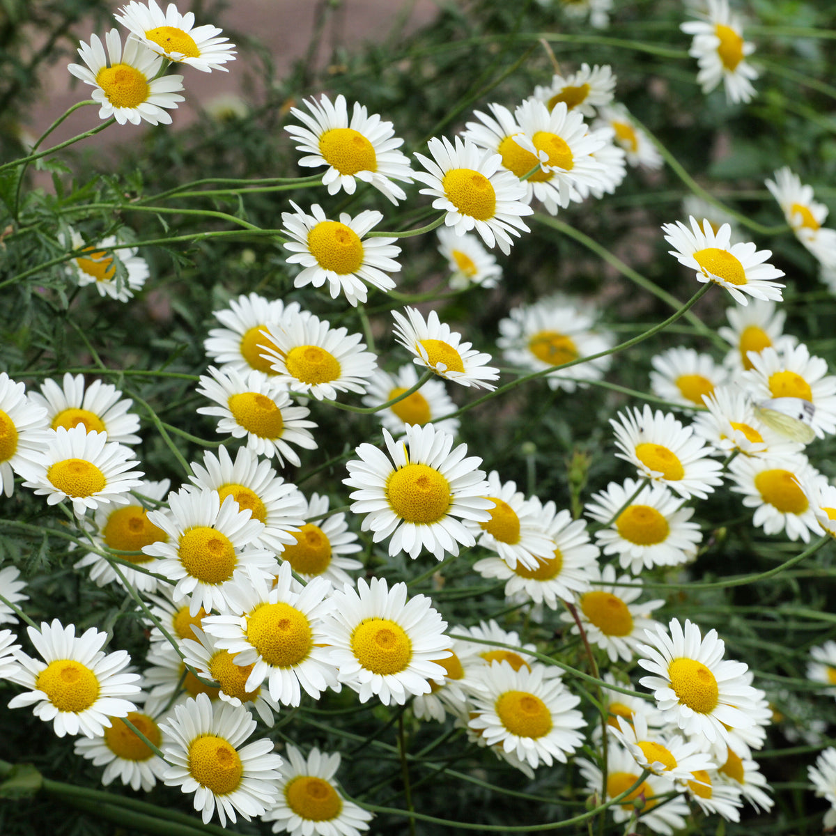 Anthemis x hybrida Sauce Hollandaise - Verfkamille Sauce Hollandaise - Schijfkamille