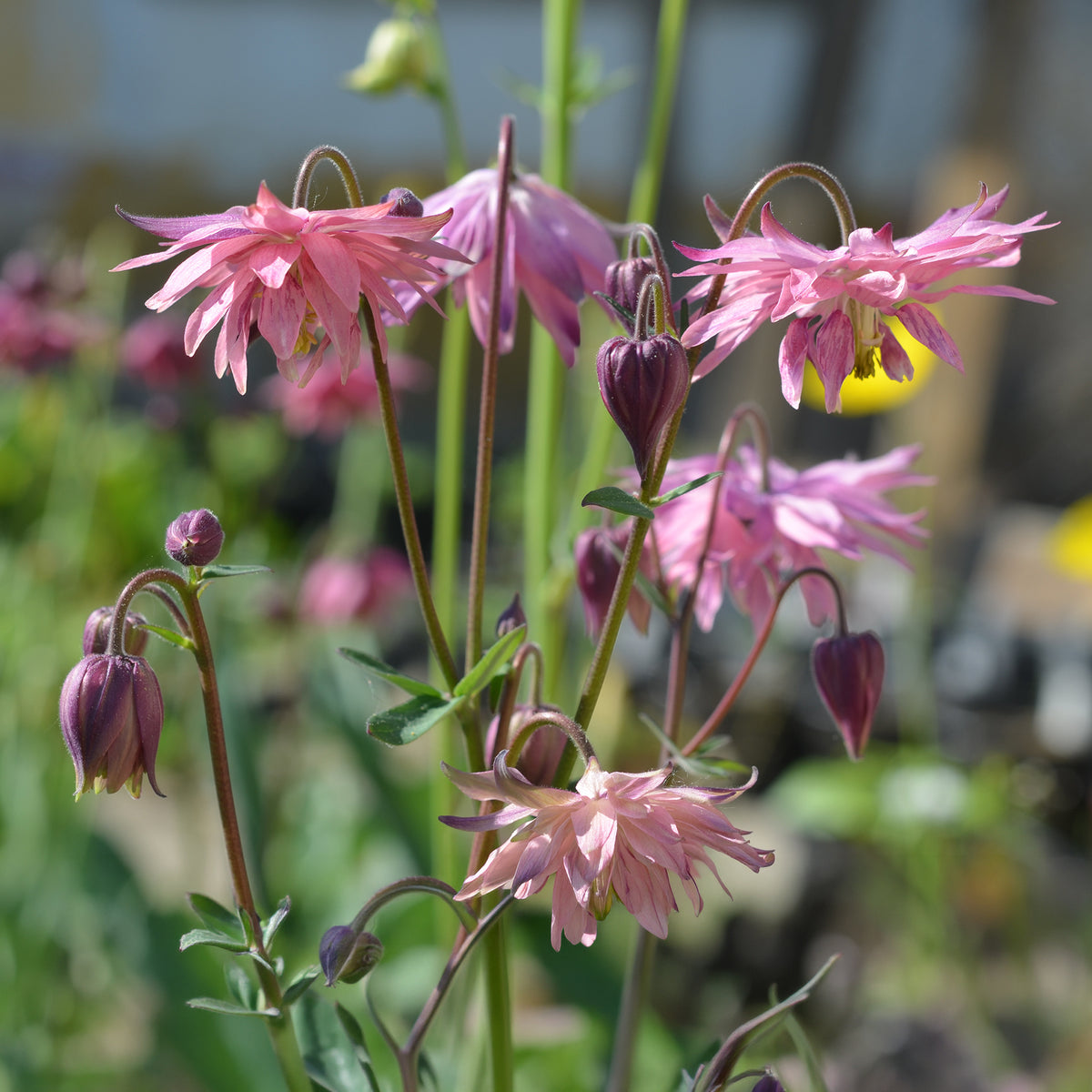 Aquilegia vulgaris Rose Barlow - Akelei Barlow Rose - Akelei