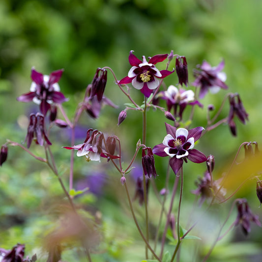 Akelei 'William Guiness' - Bakker