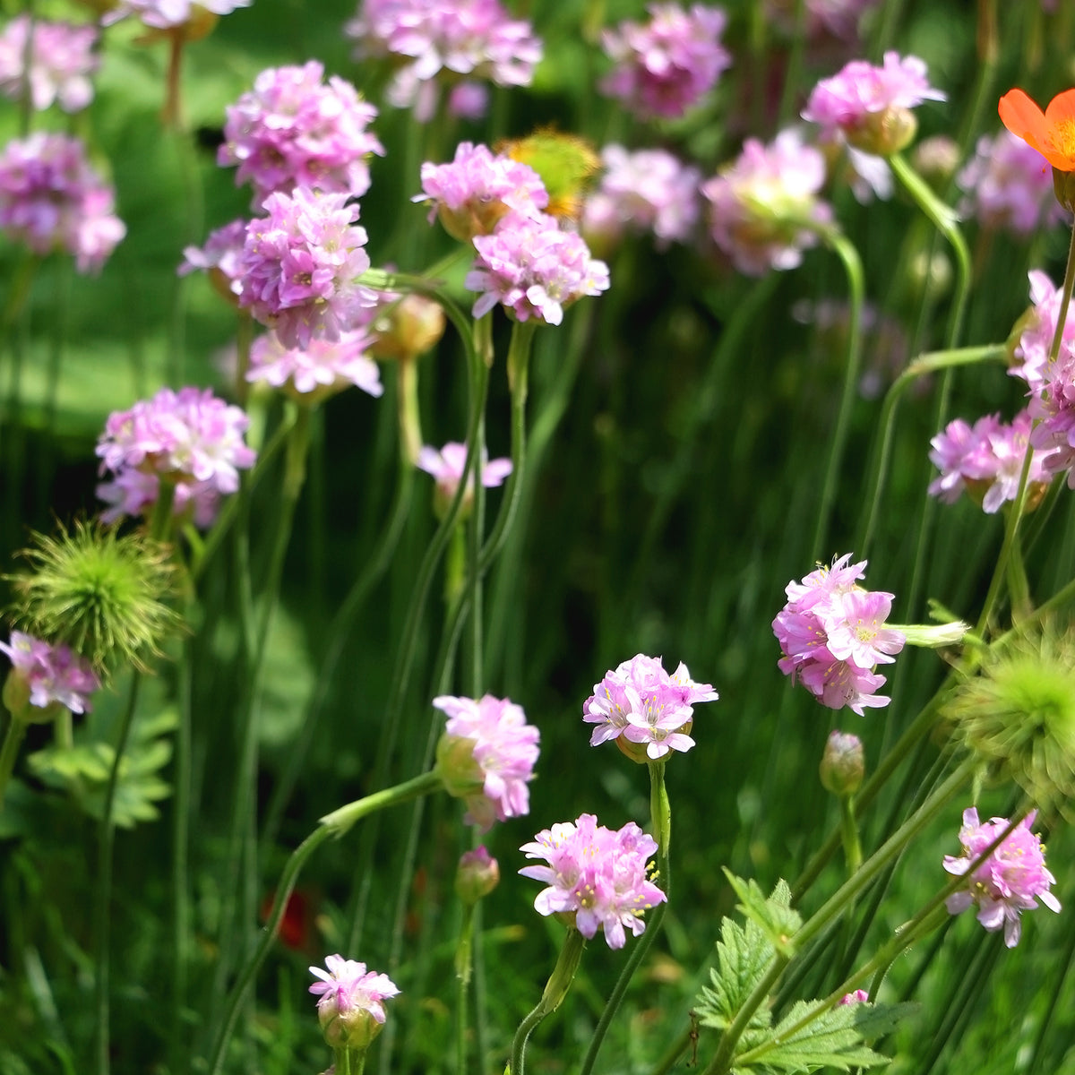 Armeria maritima Rosea Compacta - Engels gras Rosea - Spaans gras