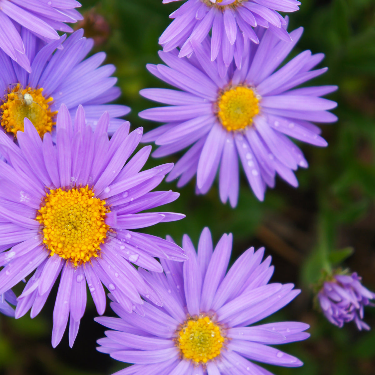 Aster Dunkle Schöne - Bakker