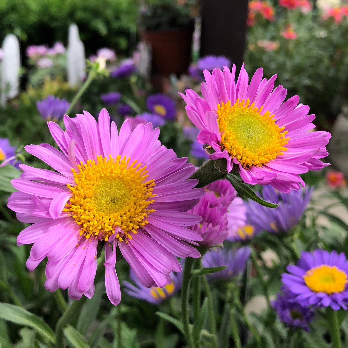 Aster Happy End - Bakker