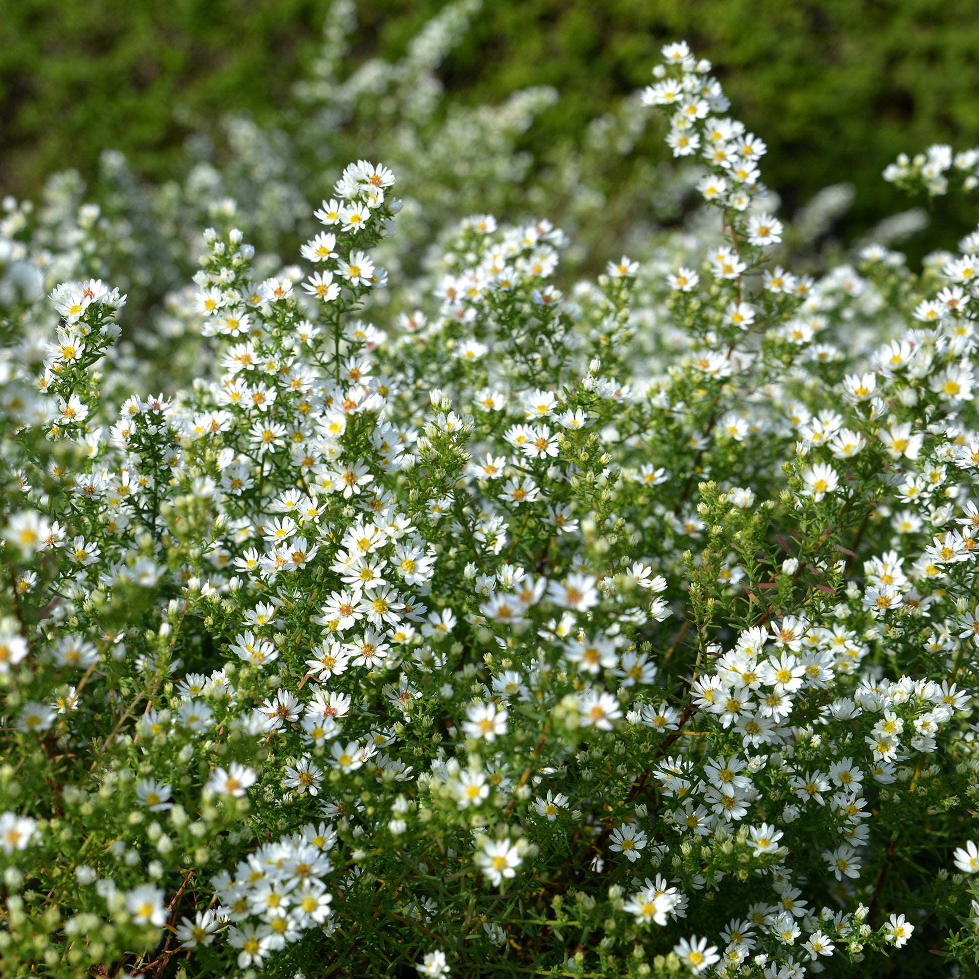 Aster ericoides Snowflurry - Aster Snowflurry - Aster
