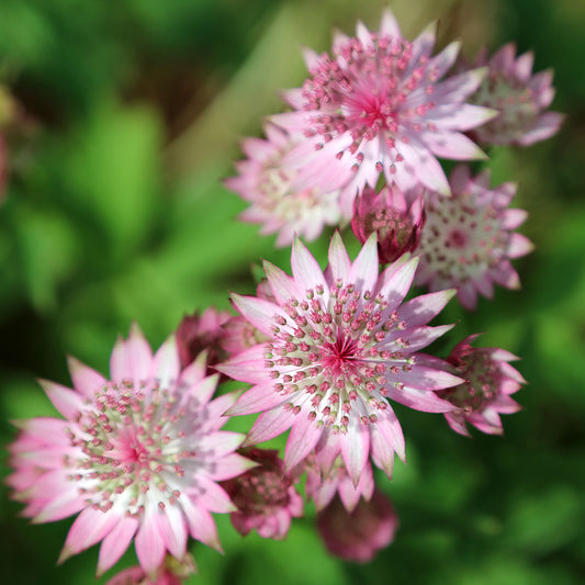 Zeeuws knoopje - Bakker