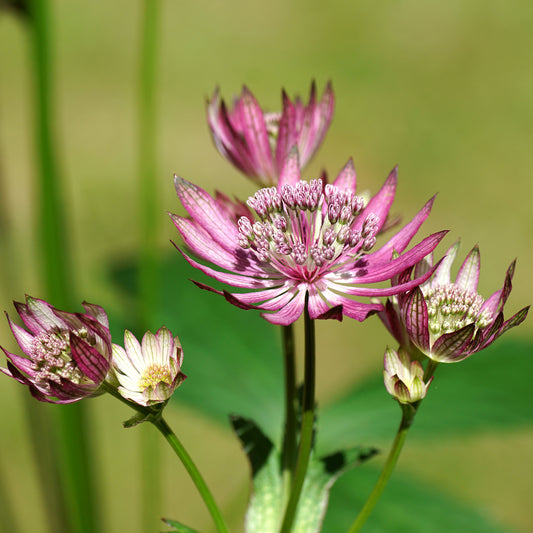 Zeeuws knoopje Primadonna - Bakker