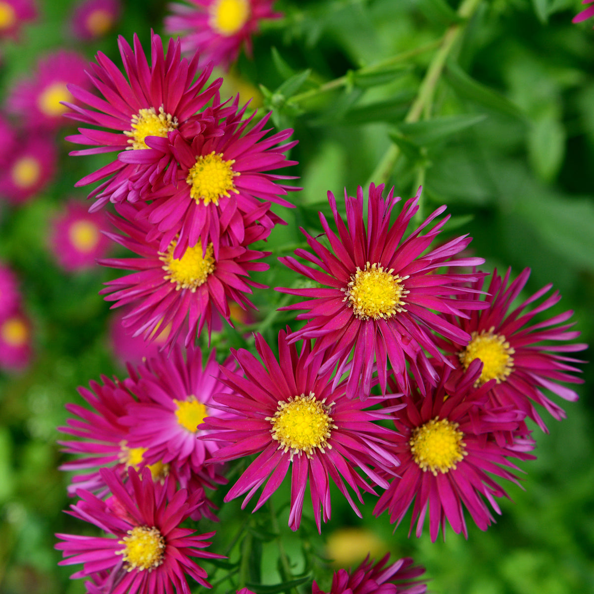 Aster Crimson Brocade - Bakker