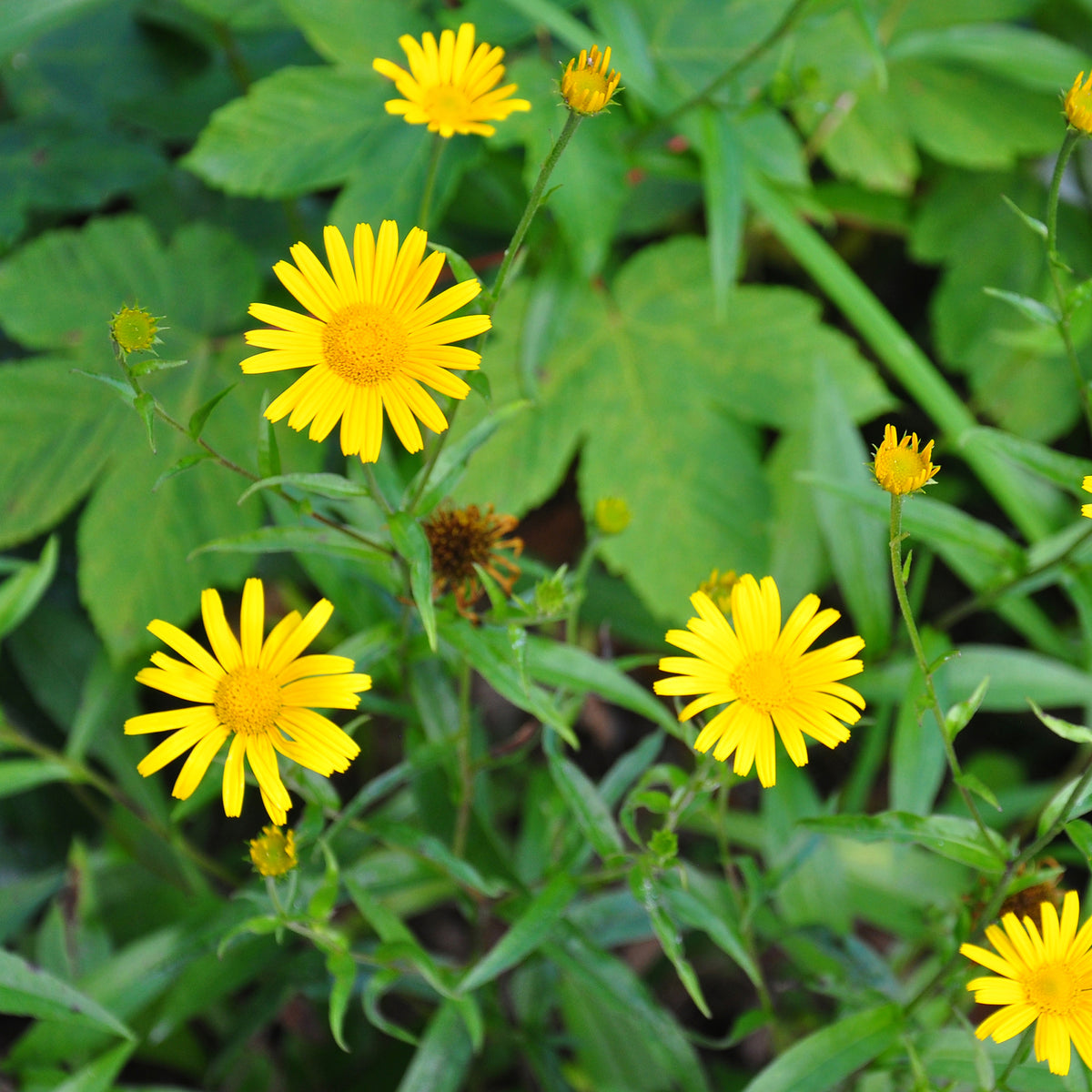 Buphthalmum salicifolium - Koeieoog - Vaste planten