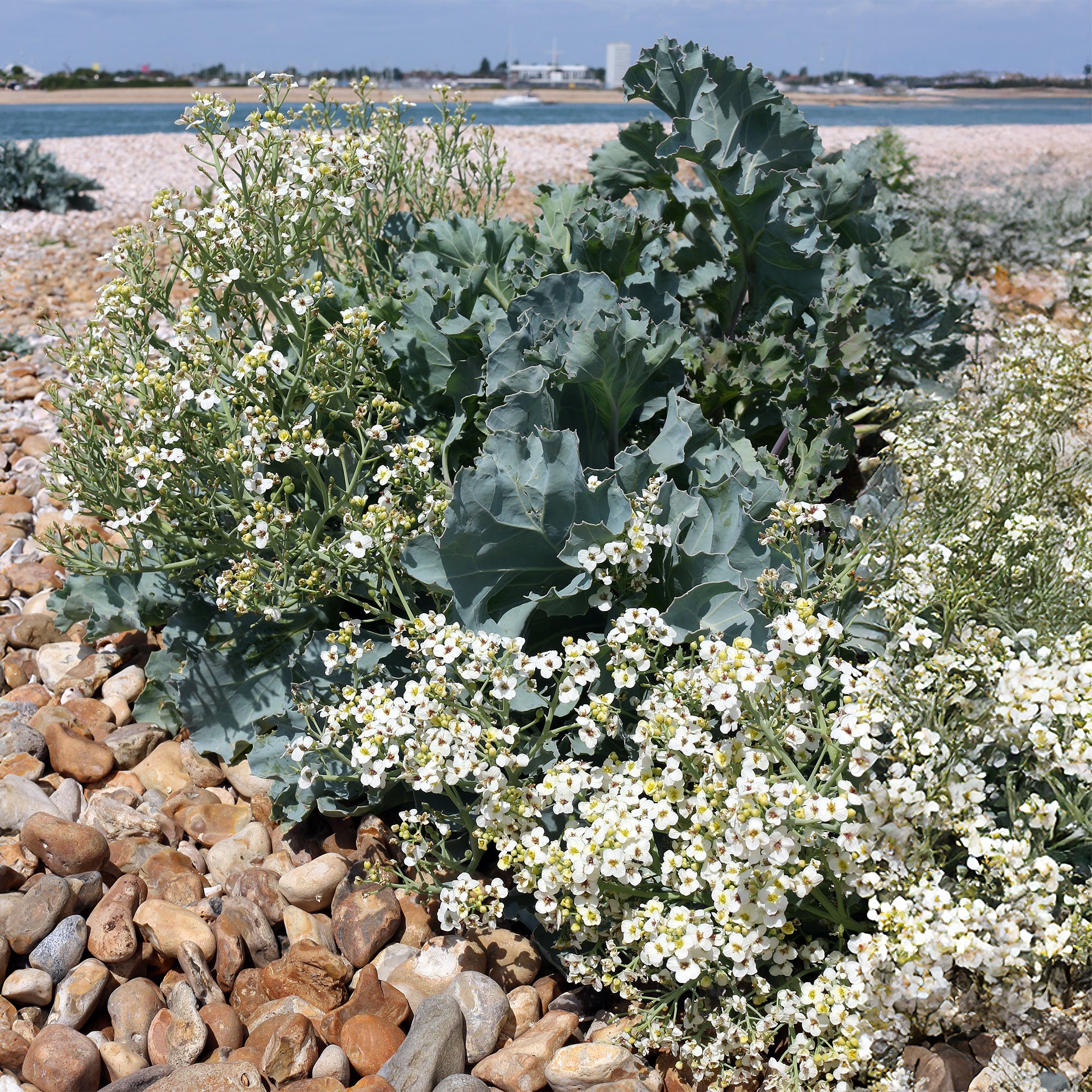 Crambe maritima (crambé maritime