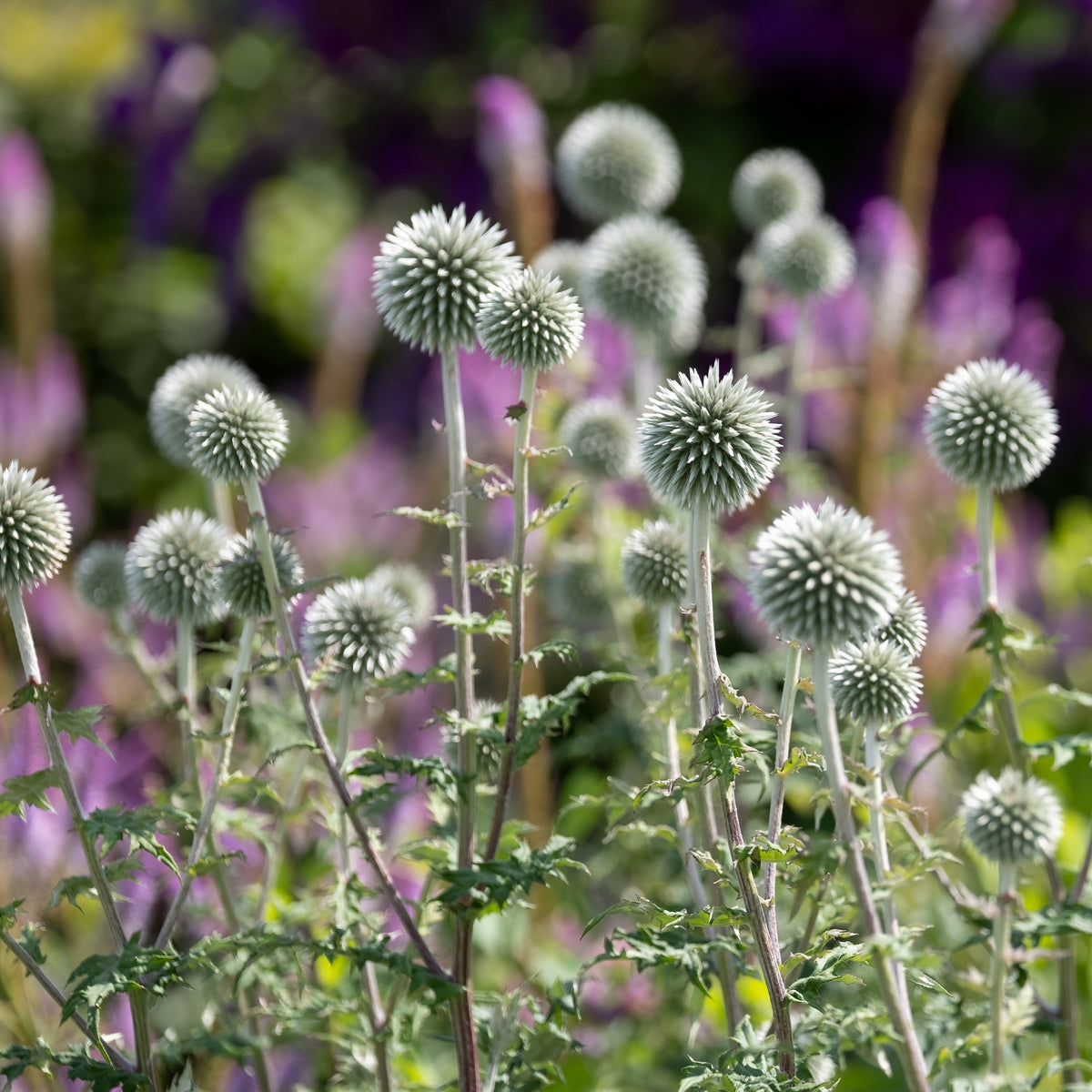 Kogeldistel 'Star Frost' - Echinops bannaticus star frost - Bakker