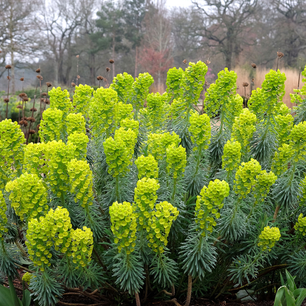 Wolfsmelk Blue Wonder - Bakker