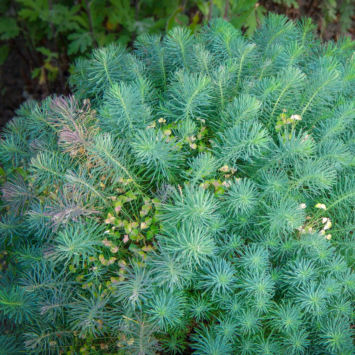 Verkoop Wolfsmelk Clarice Howard - Euphorbia cyparissias clarice howard