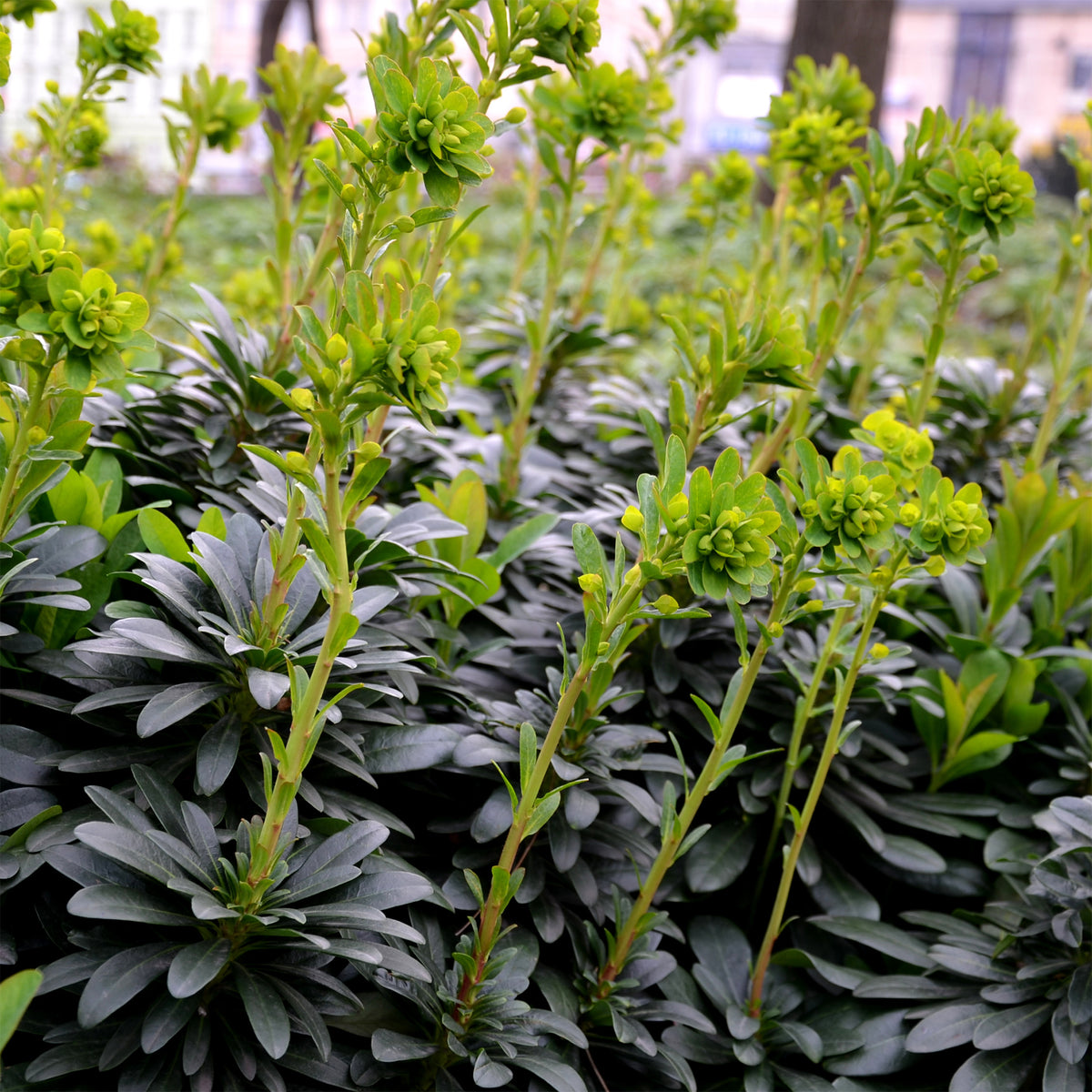 Amandelwolfsmelk - Euphorbia amygdaloides Robbiae - Bakker