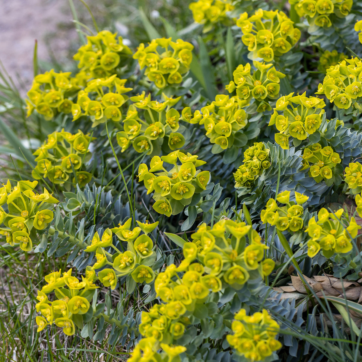 Wolfsmelks Corse - Wolfsmelk - Bakker