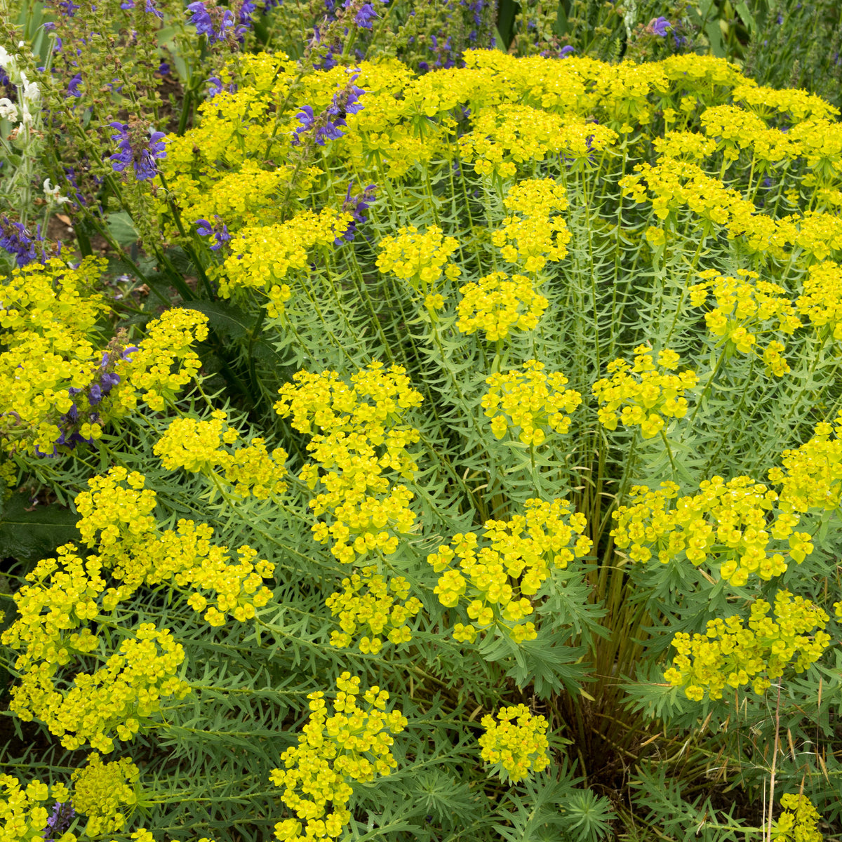Euphorbia seguieriana subsp. niciciana - Wolfsmelk Sibérie - Wolfsmelk