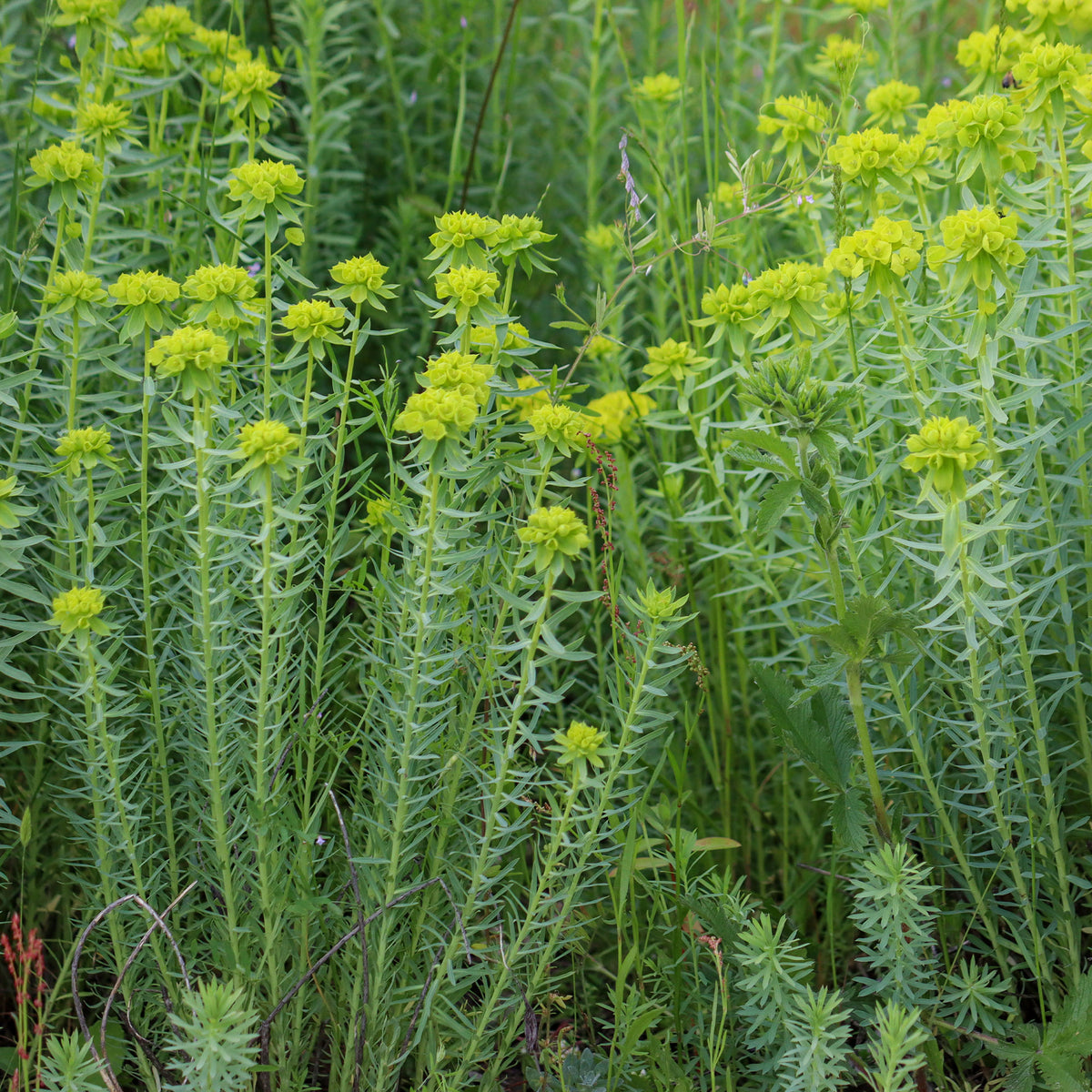 Wolfsmelk Sibérie - Euphorbia seguieriana subsp. niciciana - Bakker