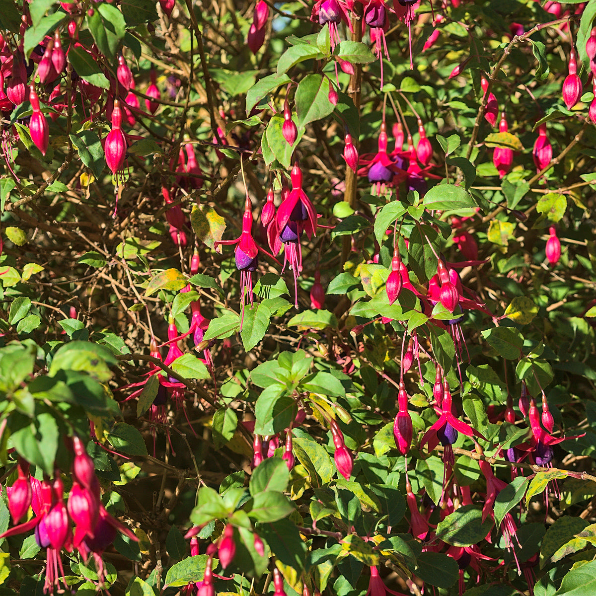 Verkoop Bellenplant 'Riccartonii'