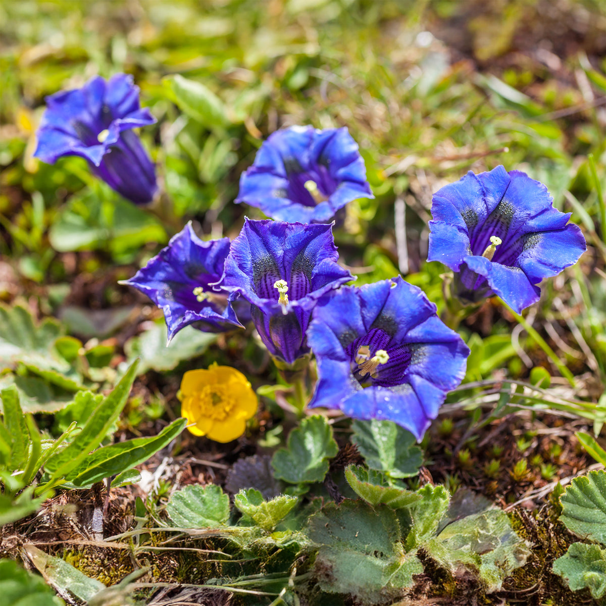 Gentiana acaulis - Stengelloze gentiaan - Bloeiende vaste planten
