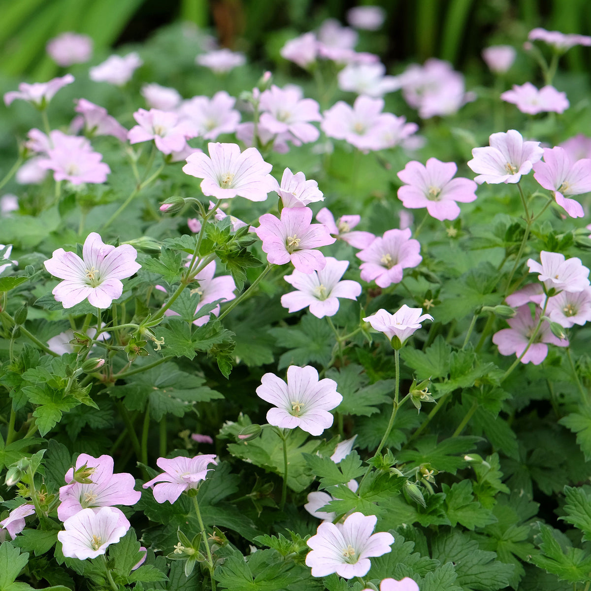 Geranium bremdream dreamland - Ooievaarsbek Dreamland - Geraniums