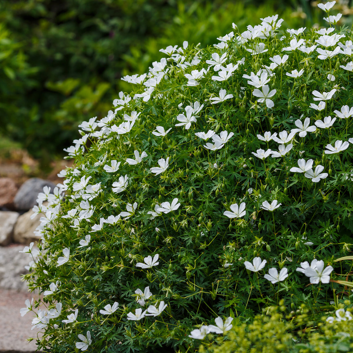 Geranium sanguineum Album - Bloedooievaarsbek Album - Geraniums