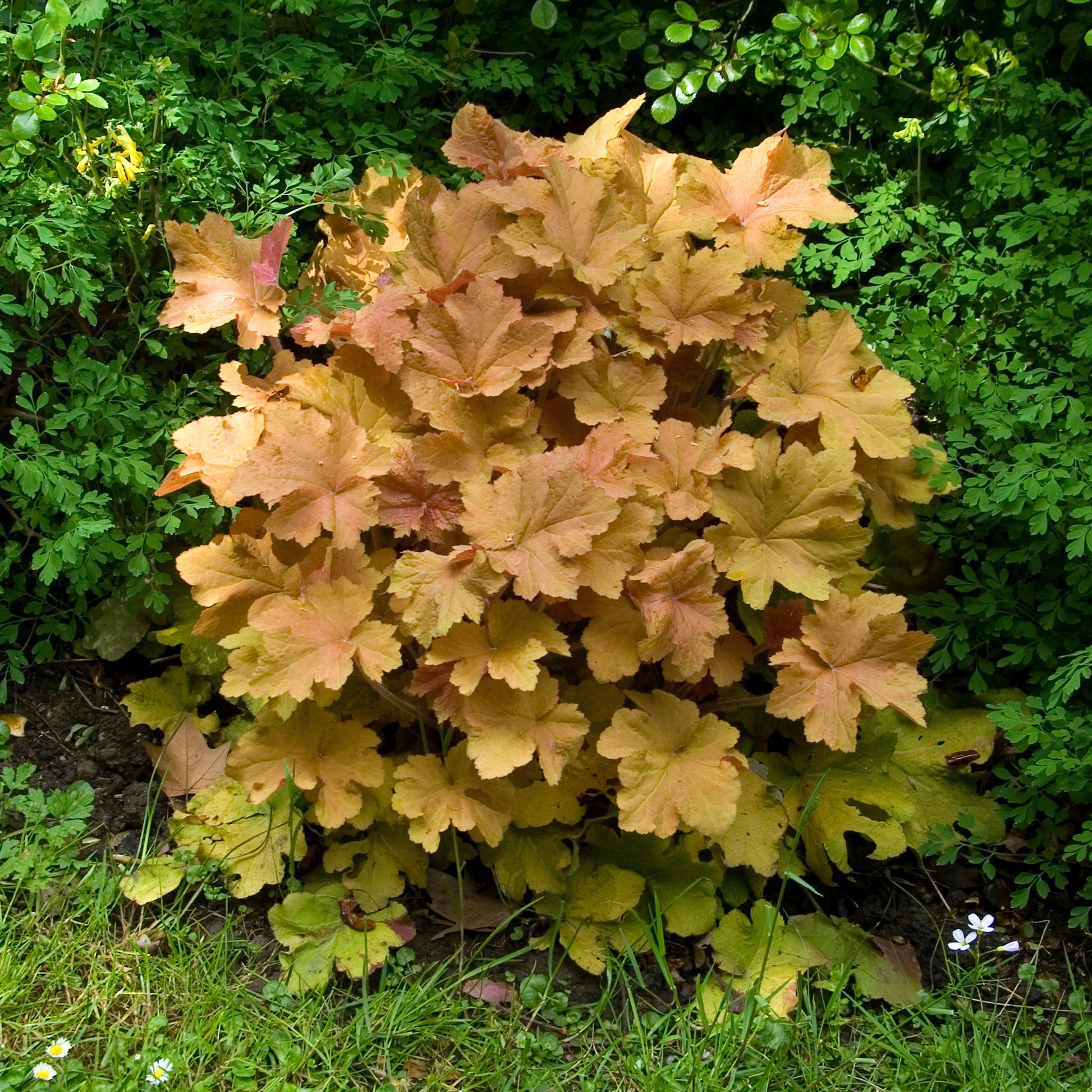 Heuchera caramel - Purperklokje Caramel - Heuchera - Purperklokje